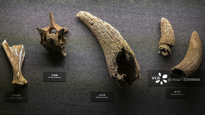 金沙遗址之动物骨头图片素材