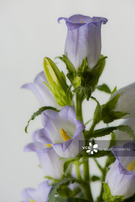 风铃花图片素材