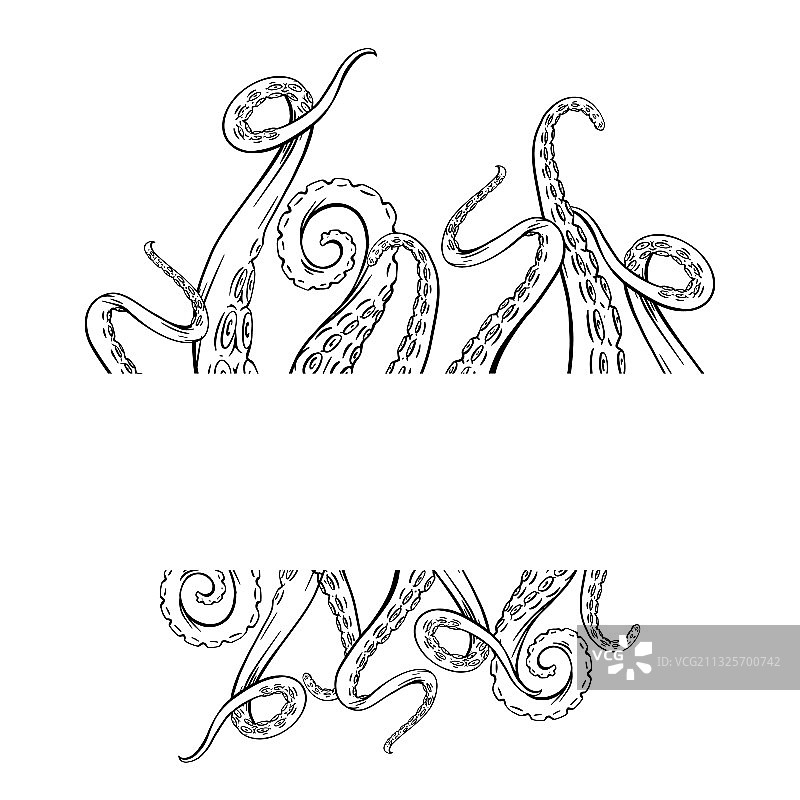 黑白章鱼素描边框图片素材