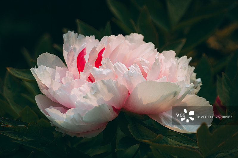 洛阳牡丹图片素材