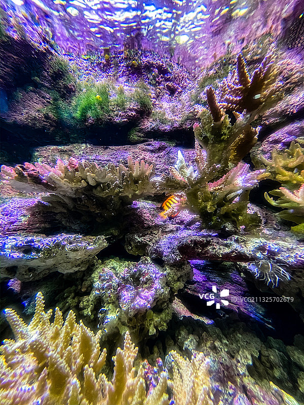 海洋公园海底世界图片素材