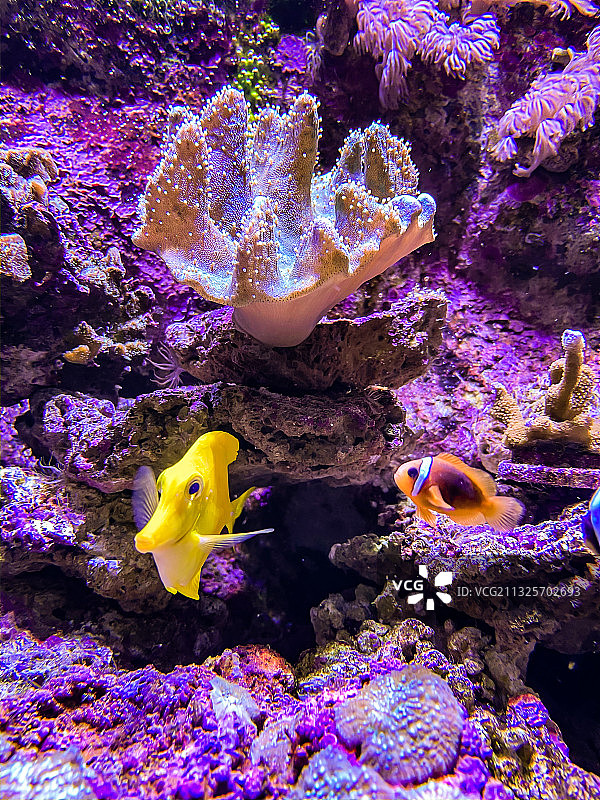 海洋公园海底世界图片素材