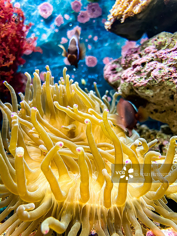 海洋公园海底世界图片素材