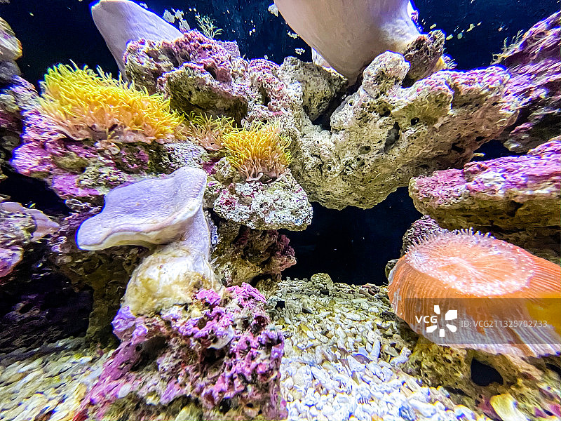 海洋公园海底世界图片素材