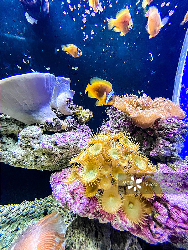 海洋公园海底世界图片素材