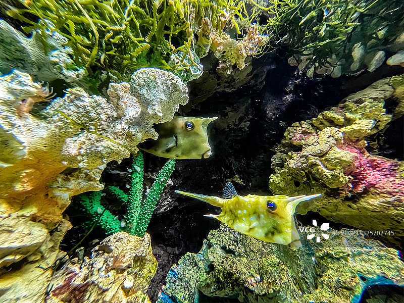 海洋公园海底世界图片素材