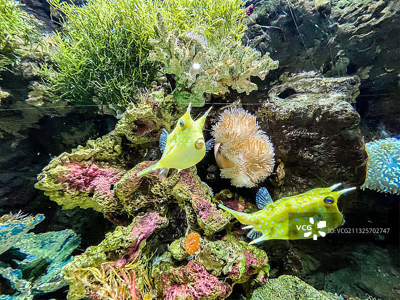 海洋公园海底世界图片素材