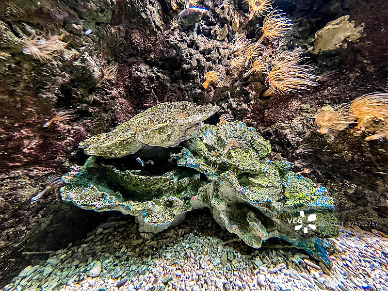 海洋公园海底世界图片素材