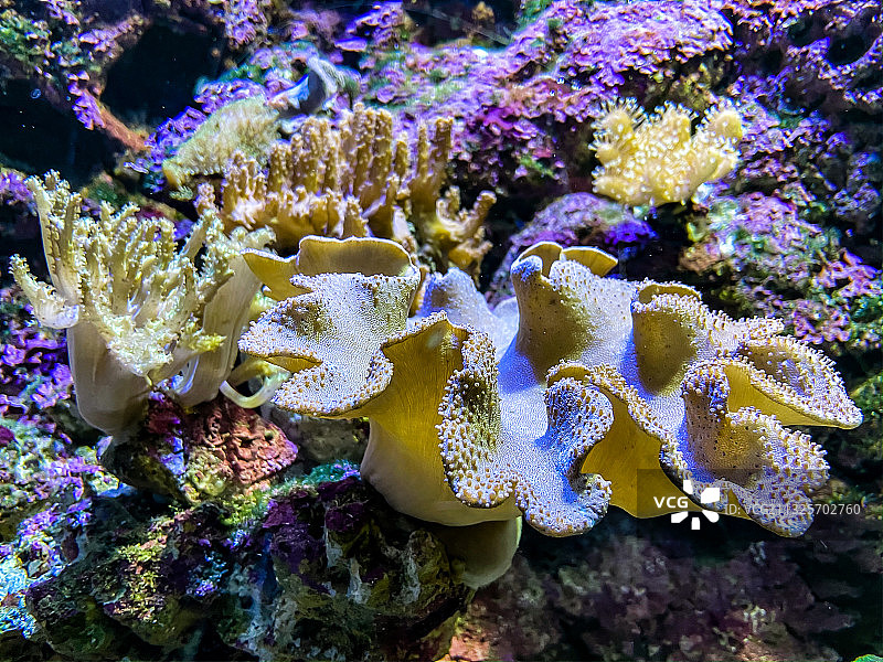 海洋公园海底世界图片素材