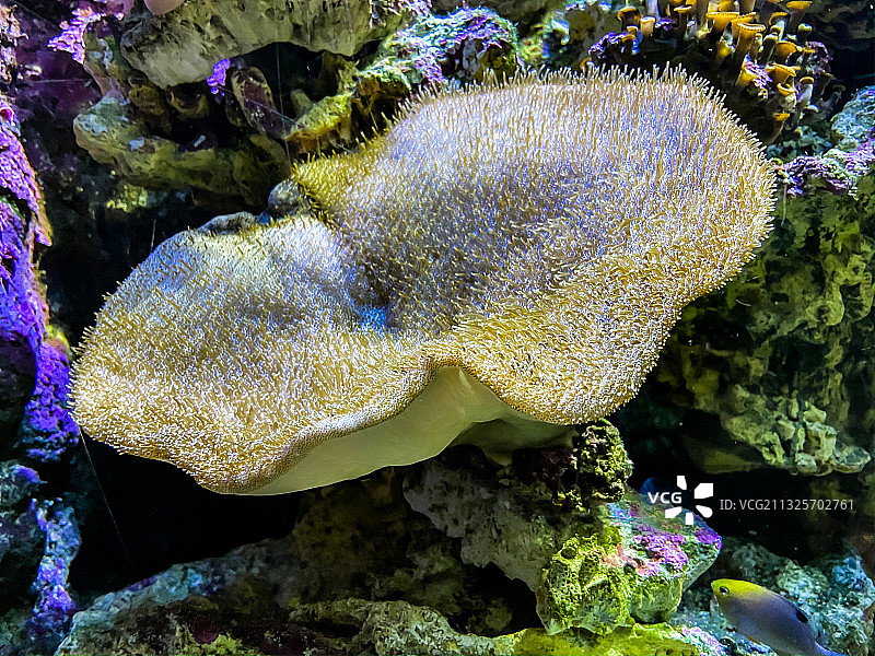 海洋公园海底世界图片素材