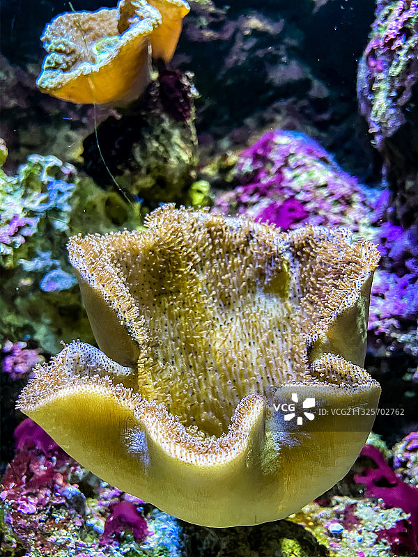 海洋公园海底世界图片素材