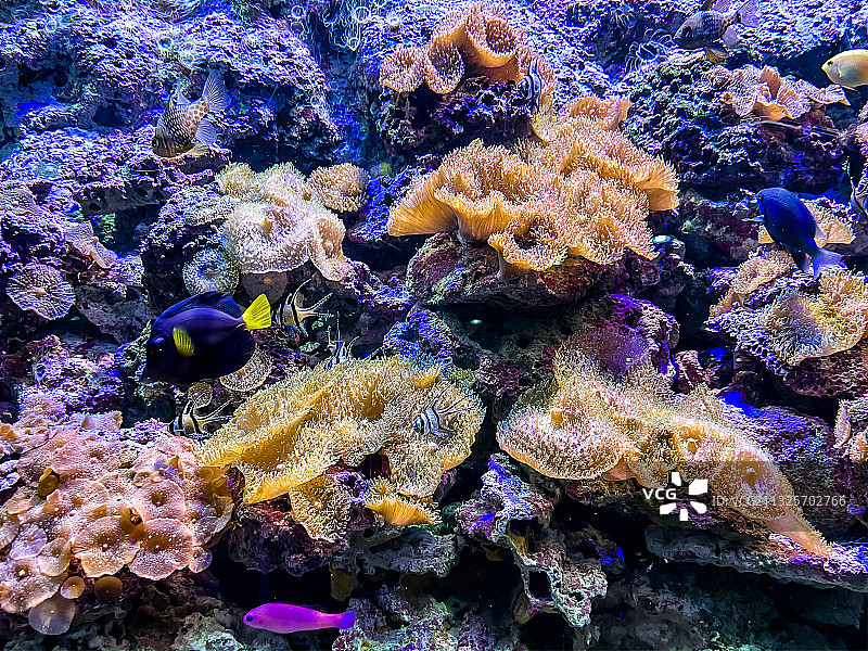 海洋公园海底世界图片素材