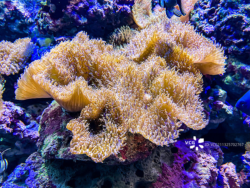 海洋公园海底世界图片素材