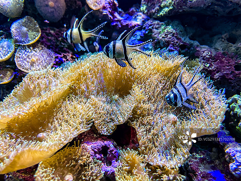 海洋公园海底世界图片素材