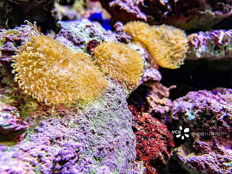 海洋公园海底世界图片素材