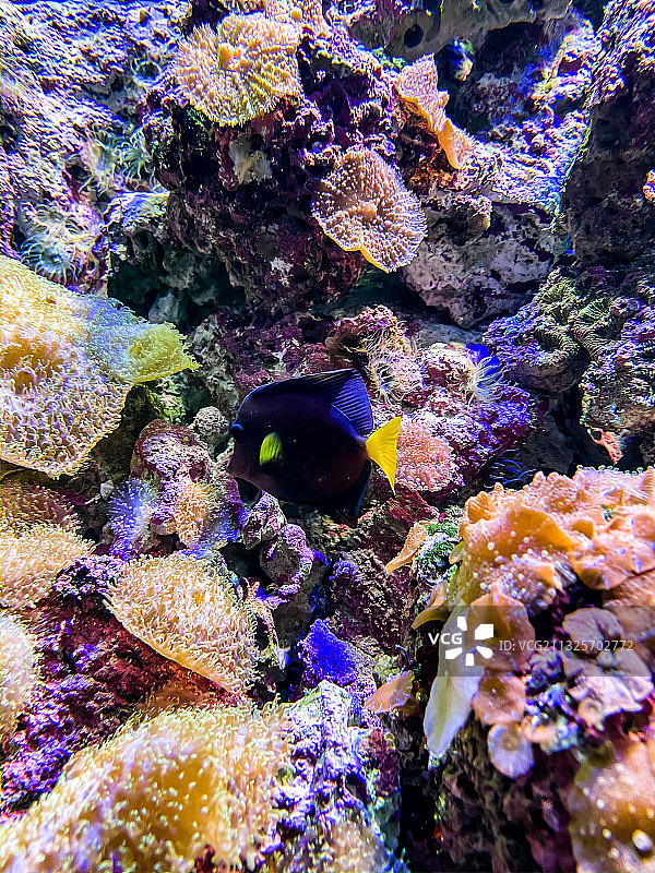 海洋公园海底世界图片素材