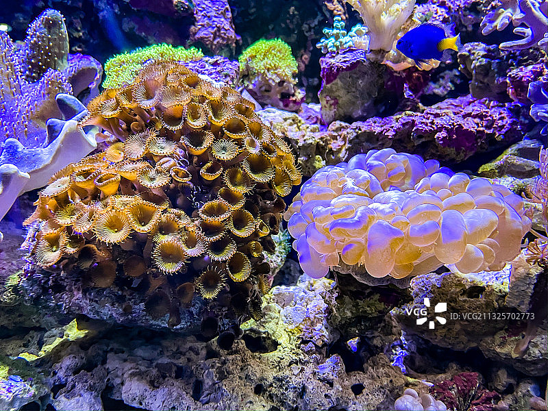 海洋公园海底世界图片素材