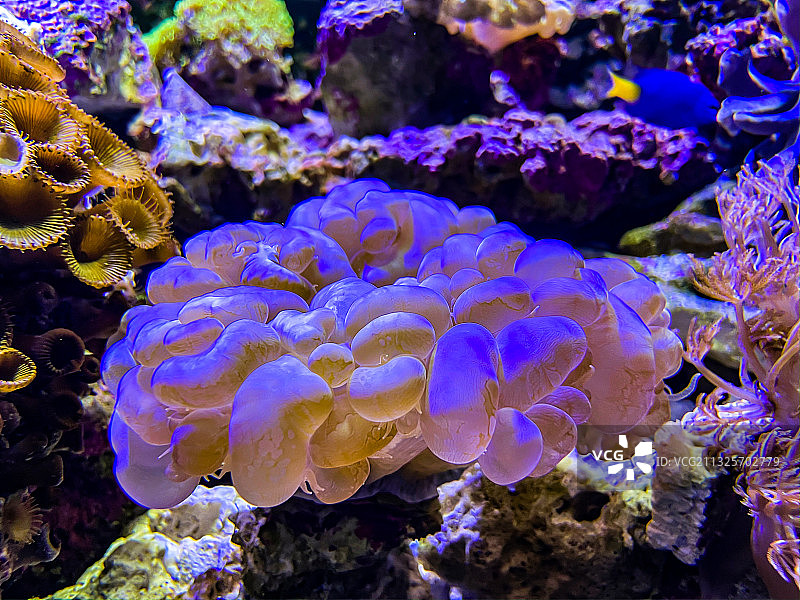 海洋公园海底世界图片素材