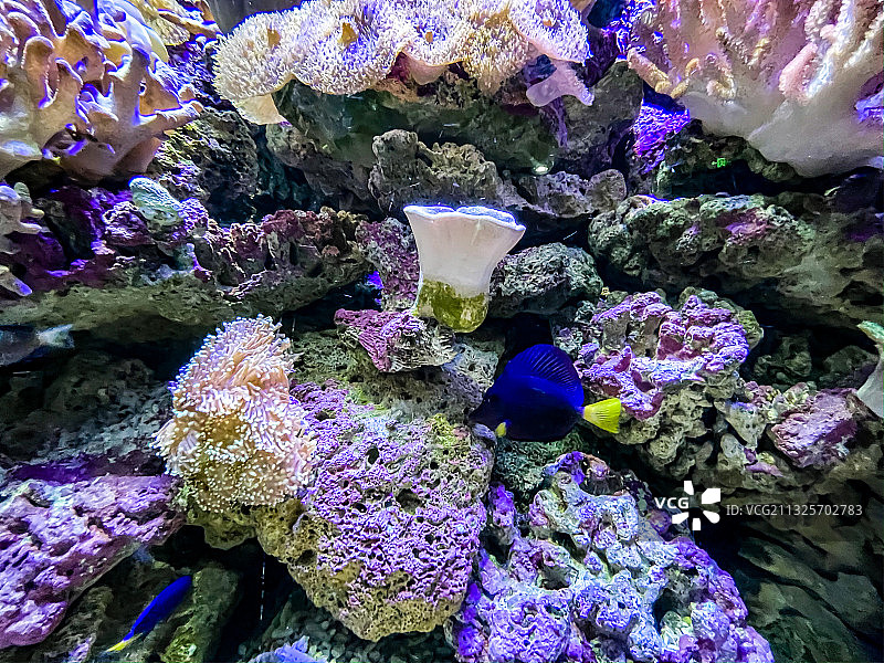 海洋公园海底世界图片素材