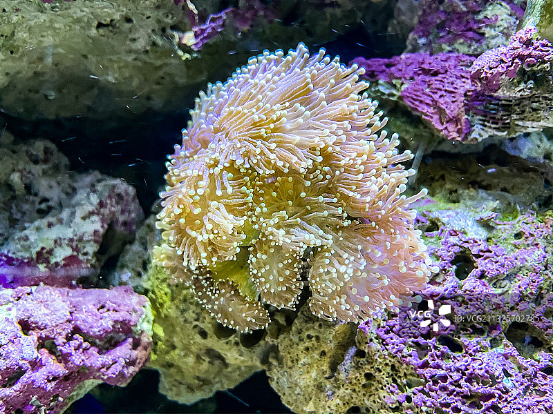 海洋公园海底世界图片素材