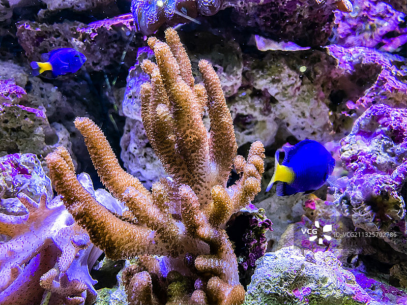 海洋公园海底世界图片素材