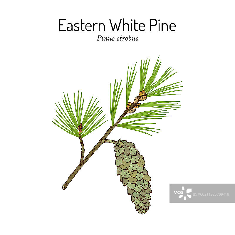 北美白松药用植物图片素材