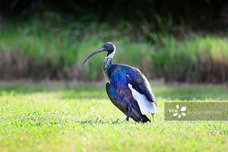 《蓑颈白鹮》图片素材