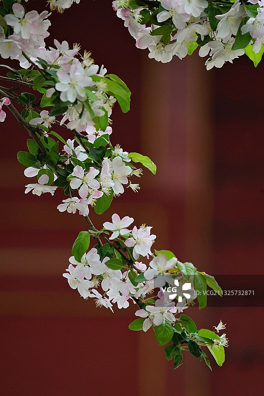 故宫。海棠花图片素材