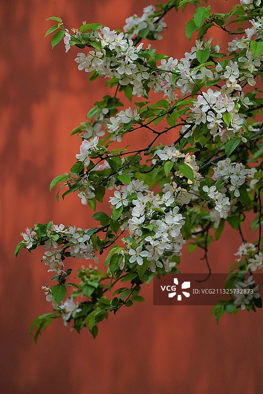 故宫。海棠花图片素材