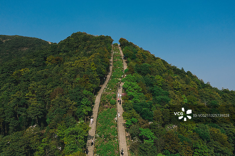 深圳梧桐山毛棉杜鹃花海图片素材