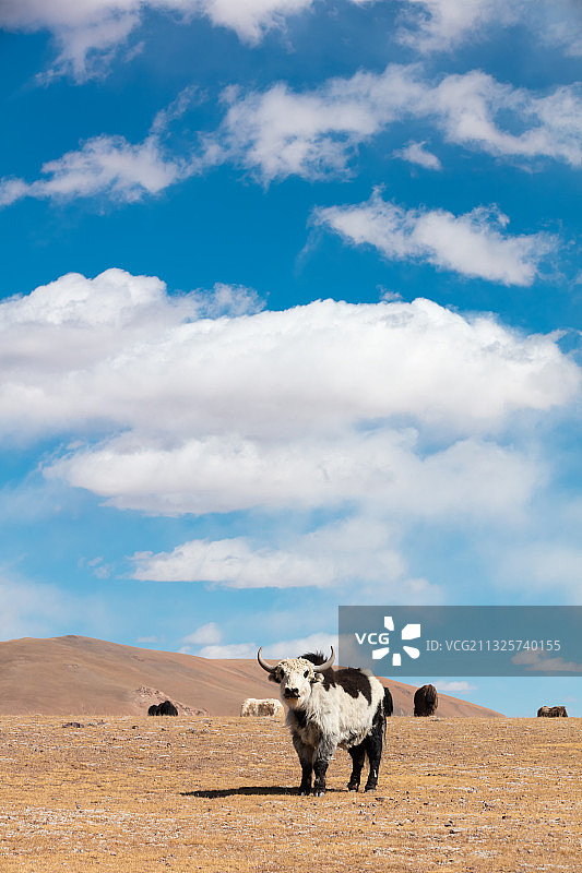 西藏那曲市申扎县境内的牦牛。图片素材