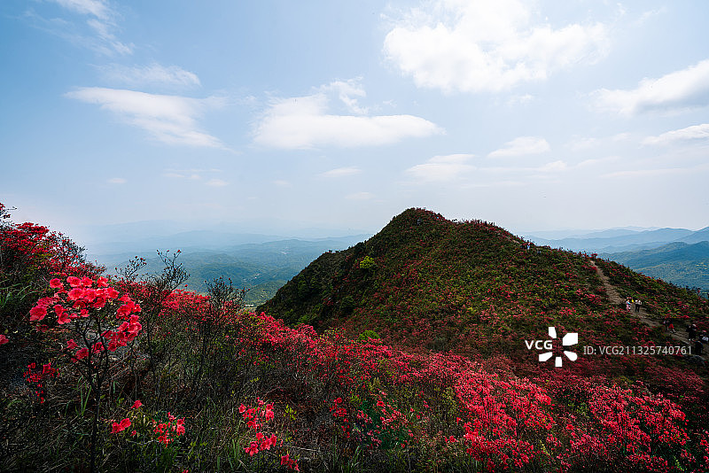 杜鹃花开图片素材