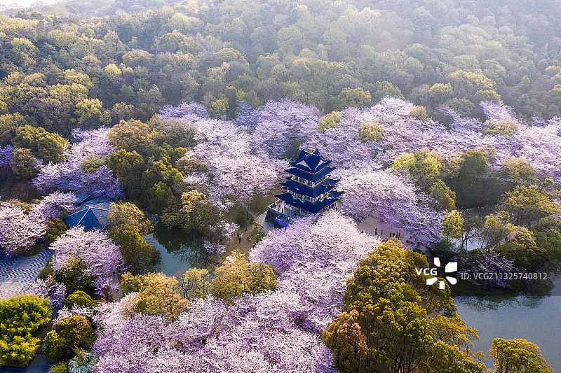 航拍无锡鼋头渚春天樱花花海图片素材
