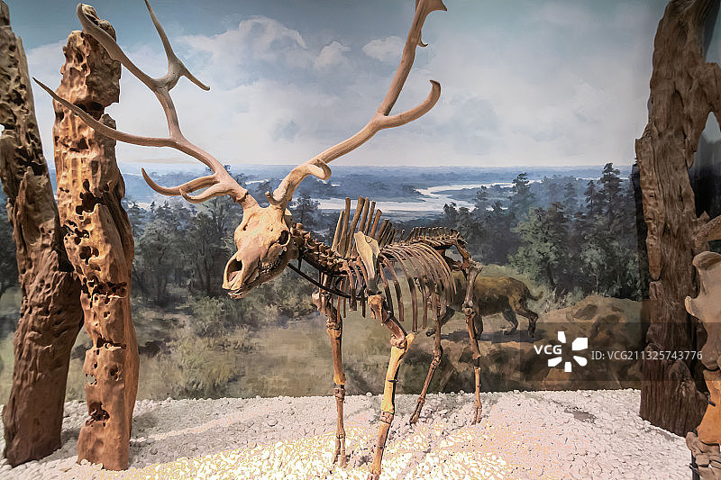 南京博物馆鹿化石图片素材