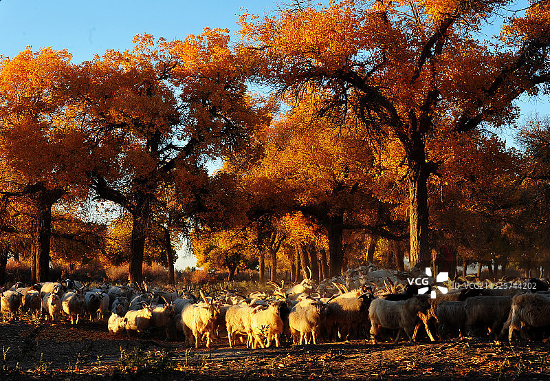 新疆放牧图片素材