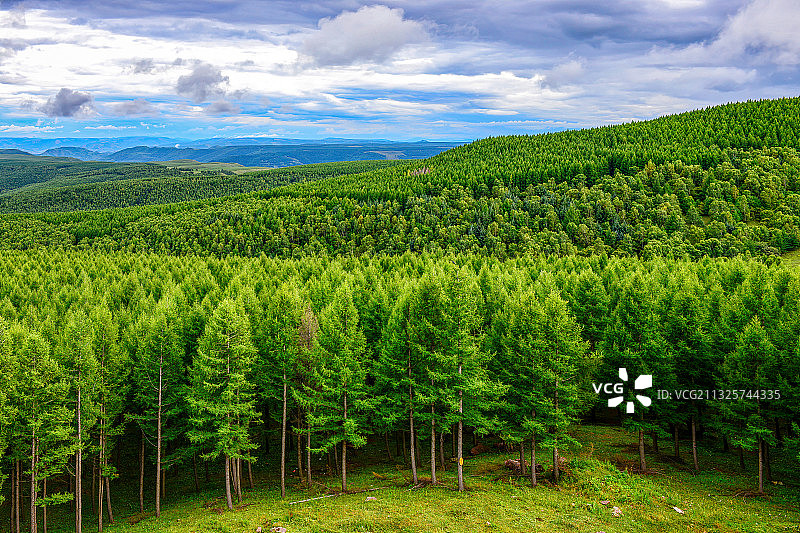 草原林场图片素材