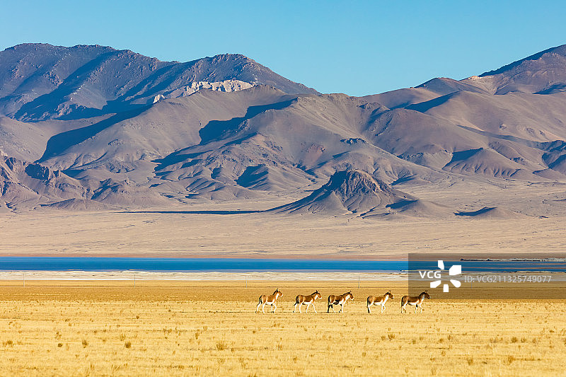 西藏阿里地区改则县洞错边的藏野驴图片素材