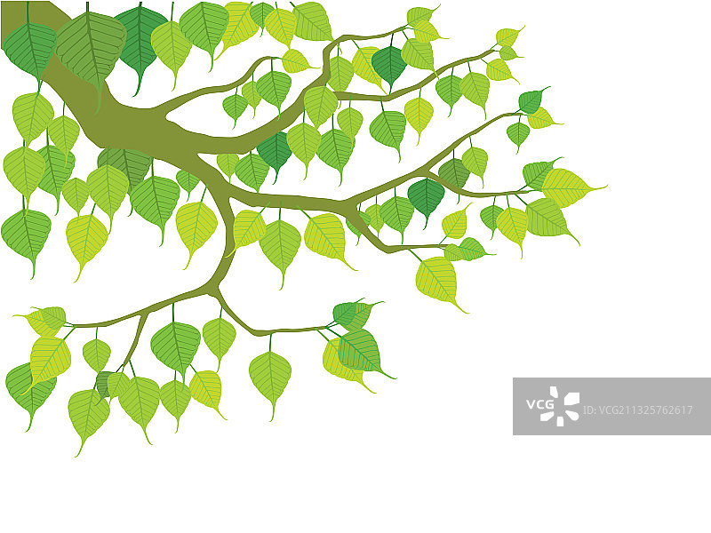 菩提树图片素材