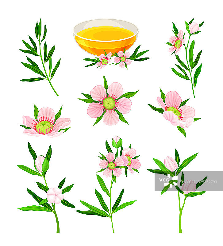 桃金娘或茶树开花植物图片素材