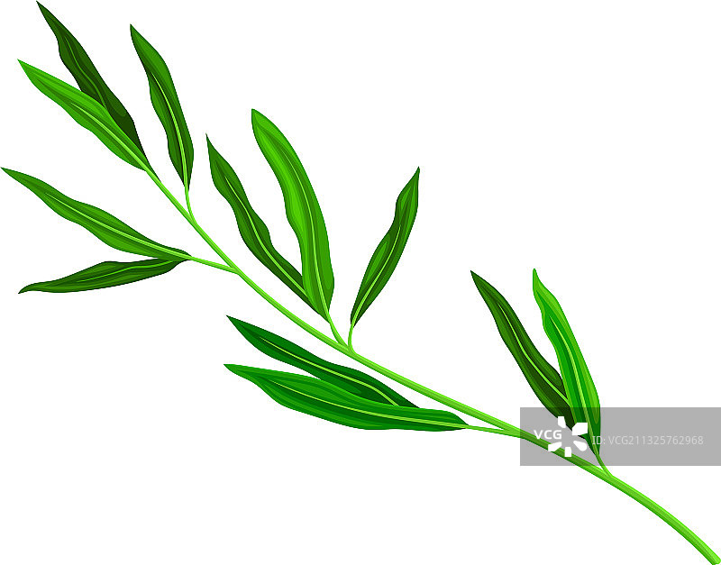 绿色麦卢卡茶树小树叶枝条图片素材