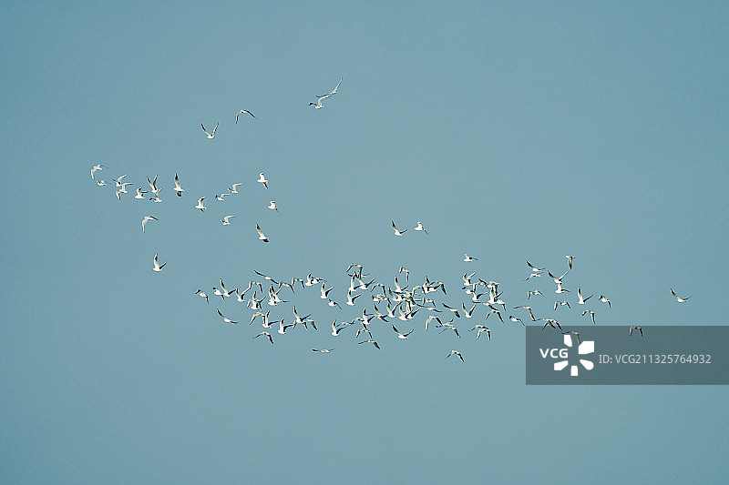 太湖上飞翔的鸟群图片素材