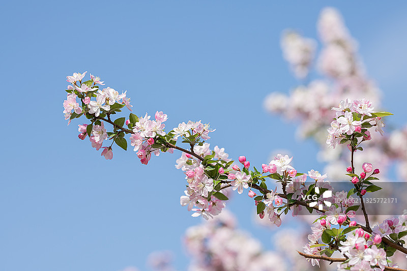 春天公园里盛开的粉色海棠花图片素材