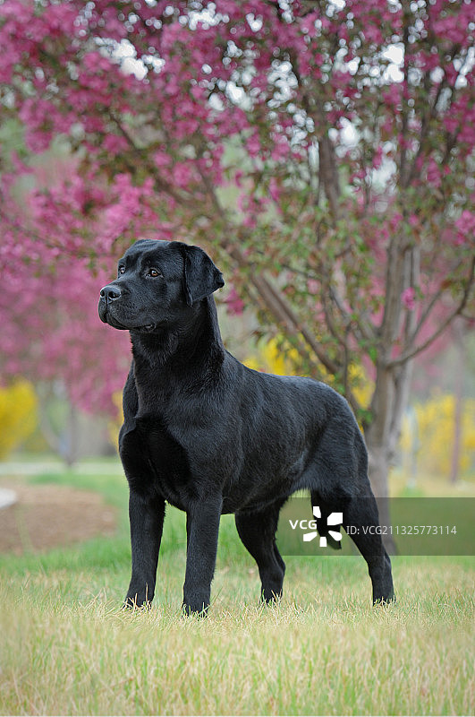 拉布拉多寻回猎犬图片素材