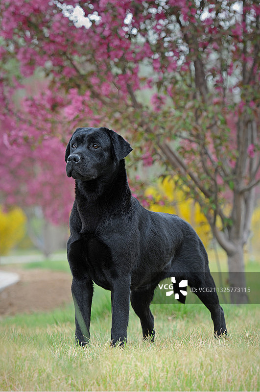 拉布拉多寻回猎犬图片素材