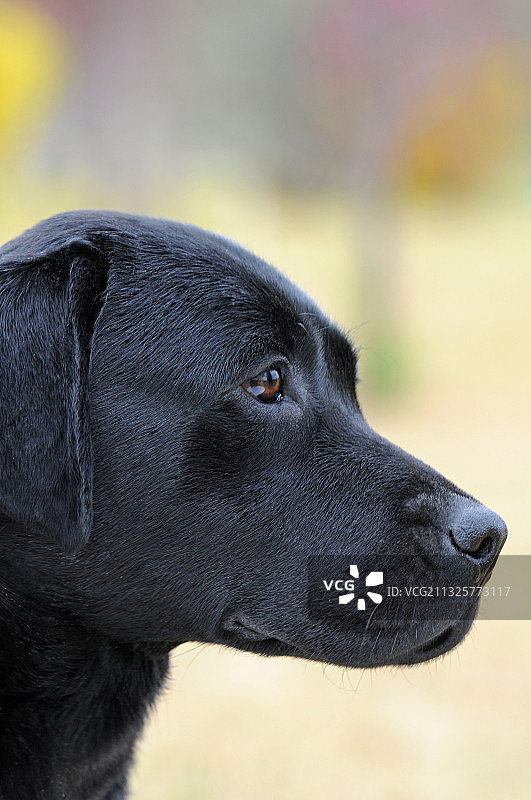 拉布拉多寻回猎犬图片素材