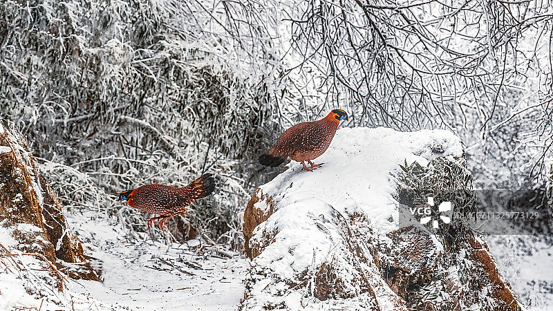 红腹角雉图片素材