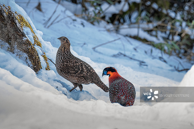 世界自然遗产重庆金佛山的红腹角雉图片素材