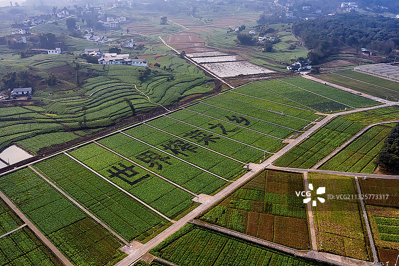 世界榨菜之乡——重庆涪陵榨菜基地图片素材