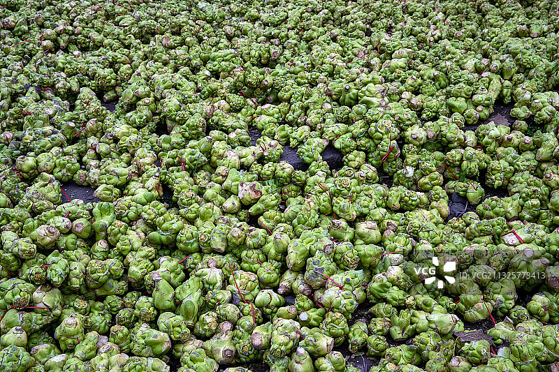 涪陵榨菜晾晒——青菜头图片素材