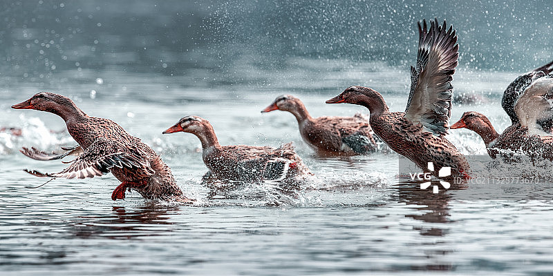 重庆生态环境——綦河风光图片素材